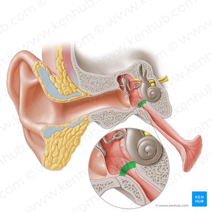 Tympanic opening of auditory tube (Ostium tympanicum tubae auditivae); Image: Paul Kim