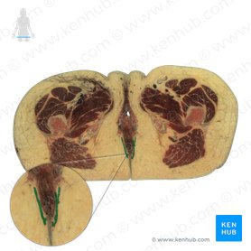 External anal sphincter (Musculus sphincter externus ani); Image: National Library of Medicine