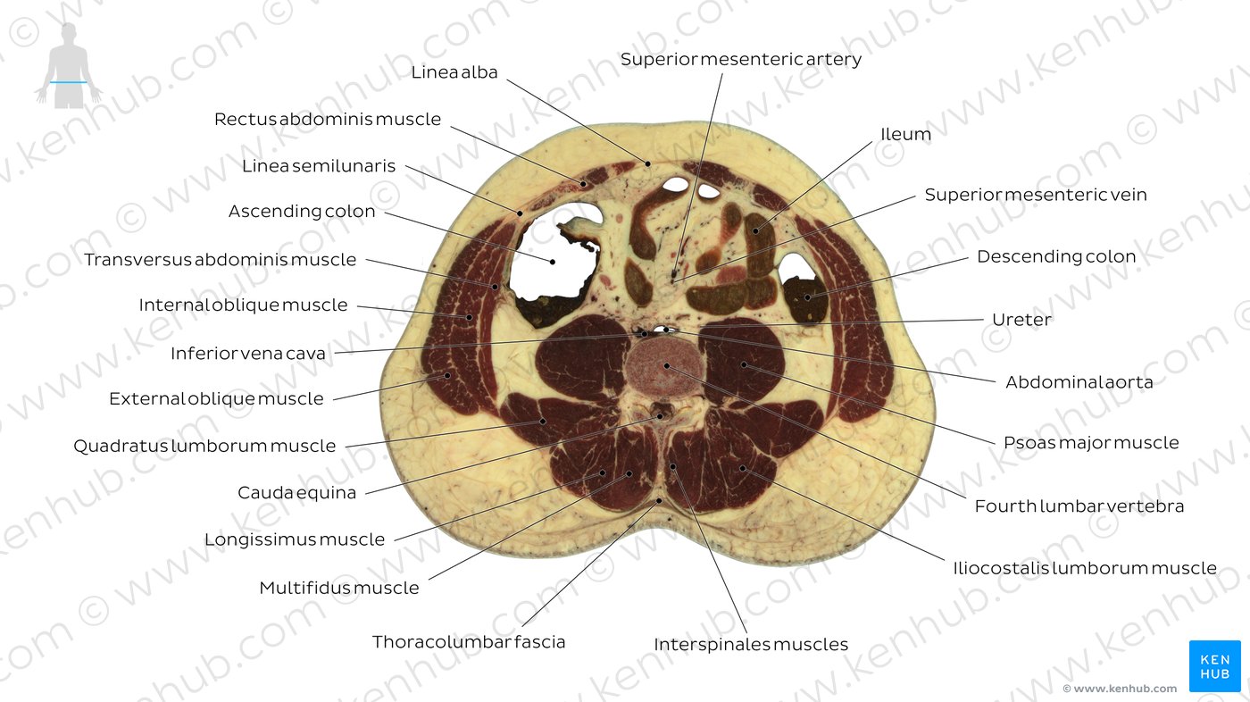 Fourth lumbar vertebra level: Overview