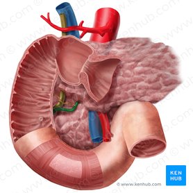 Pancreatic duct (Ductus pancreaticus); Image: Begoña Rodriguez