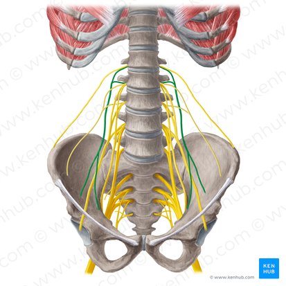 Genitofemoral nerve (Nervus genitofemoralis); Image: Yousun Koh