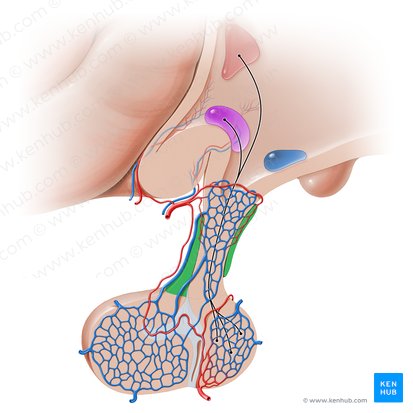 Porción tuberal de la hipófisis (Pars tuberalis hypophysis); Imagen: Paul Kim