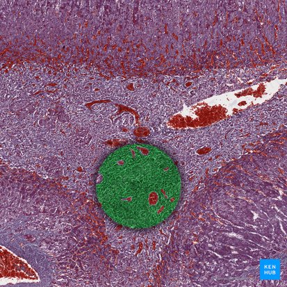 Reticular connective tissue; Image: 