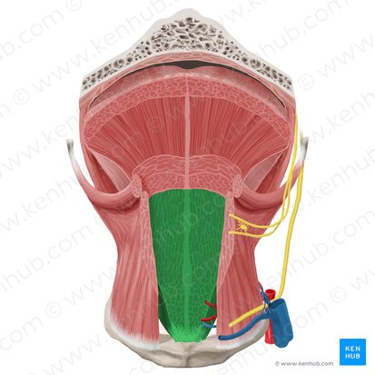 Genioglossus muscle (Musculus genioglossus); Image: Begoña Rodriguez