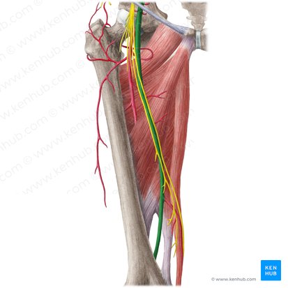 Artéria femoral (Arteria femoralis); Imagem: Liene Znotina