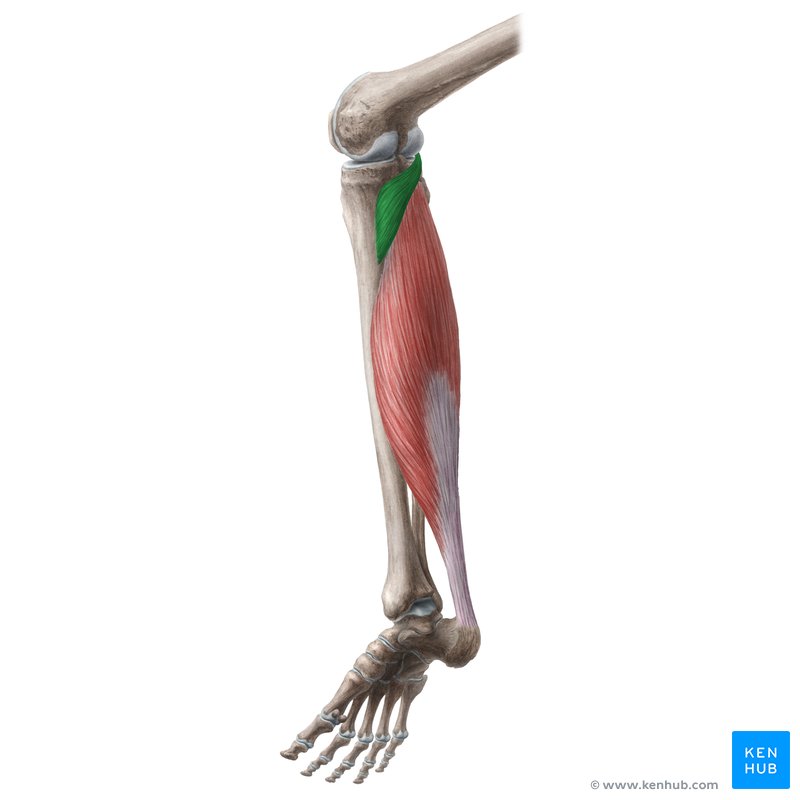 Popliteus muscle (Musculus popliteus)