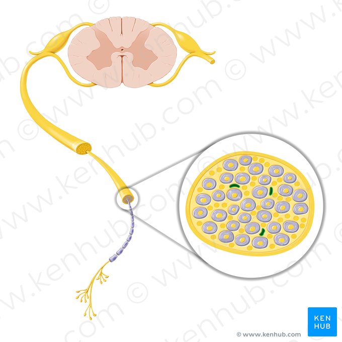 Vasa nervorum; Imagen: Paul Kim