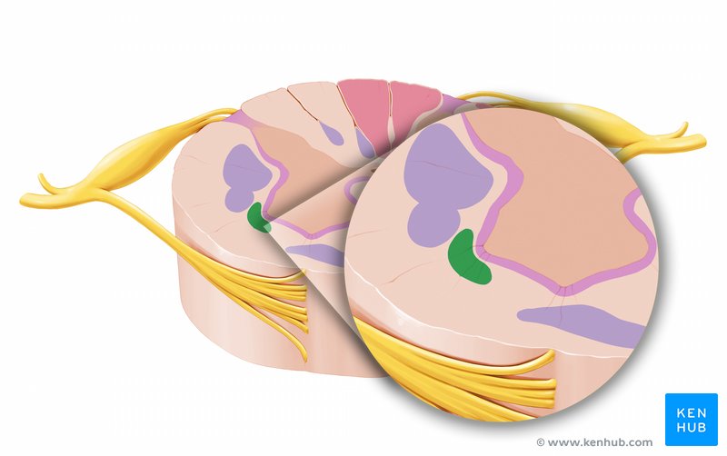 Medullary reticulospinal tract - axial view