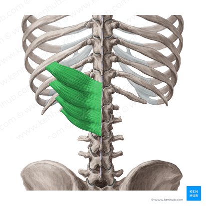 Músculo serrátil posterior inferior (Musculus serratus posterior inferior); Imagem: Yousun Koh