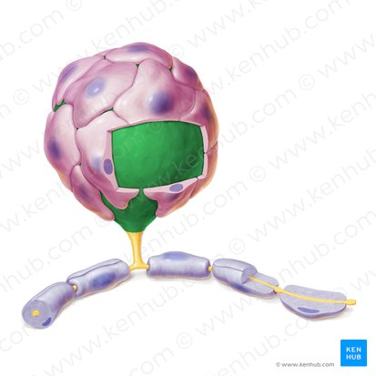 Corpo celular de neurônio (Soma); Imagem: Paul Kim