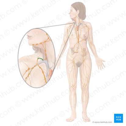 Ducto linfático direito (Ductus lymphaticus dexter); Imagem: Begoña Rodriguez