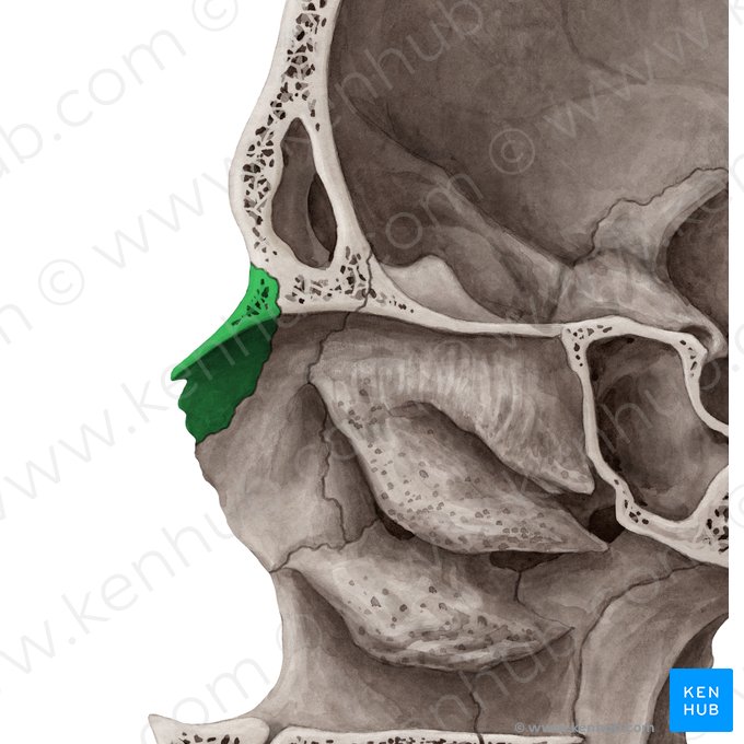 Os nasale (Nasenbein); Bild: Yousun Koh