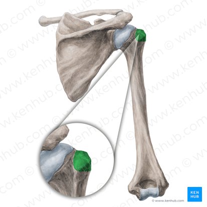 Greater tubercle of humerus (Tuberculum majus humeri); Image: Yousun Koh