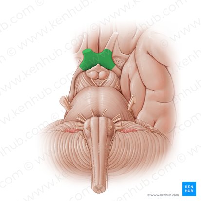 Quiasma óptico (Chiasma opticum); Imagem: Paul Kim