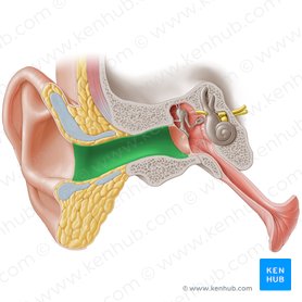 Conducto auditivo externo del hueso temporal (Meatus acusticus externus); Imagen: Paul Kim