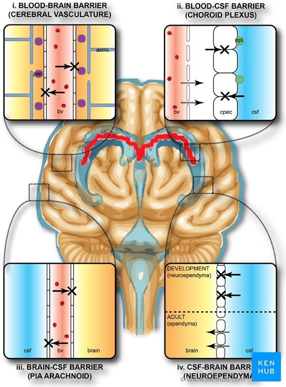 capas de la membrana cerebral