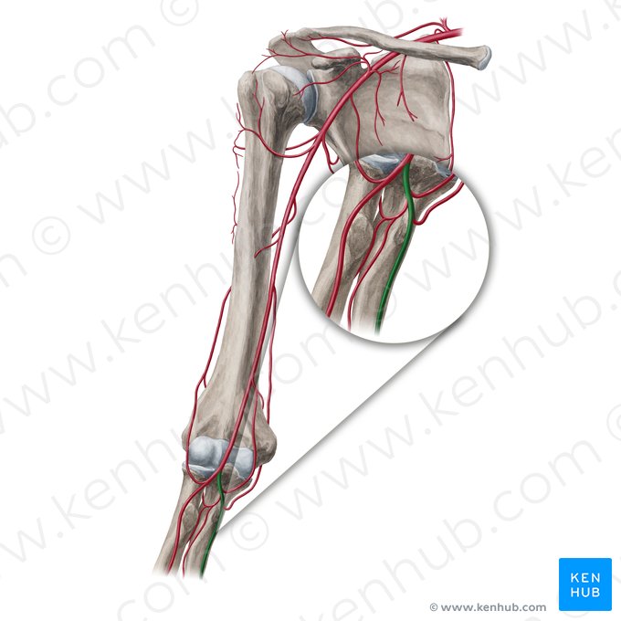 Artéria ulnar (Arteria ulnaris); Imagem: Yousun Koh