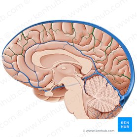 Veins of the brain: Anatomy and clinical notes | Kenhub