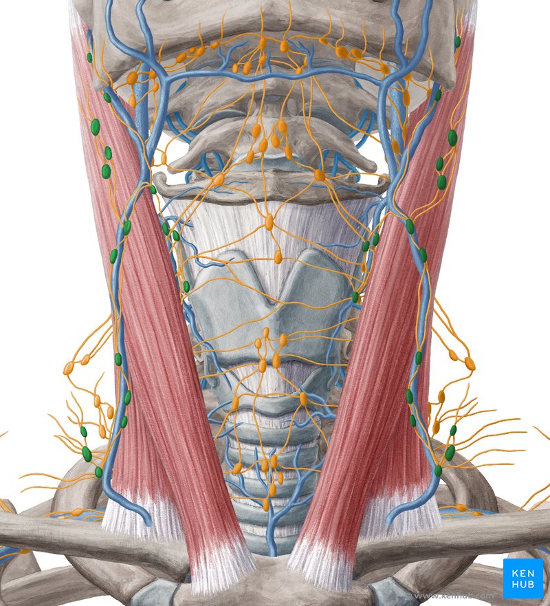 Superficial cervical lymph nodes - ventral view