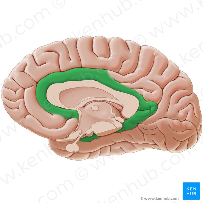 Limbic lobe (Lobus limbicus); Image: Paul Kim