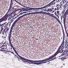 Peripheral nerves