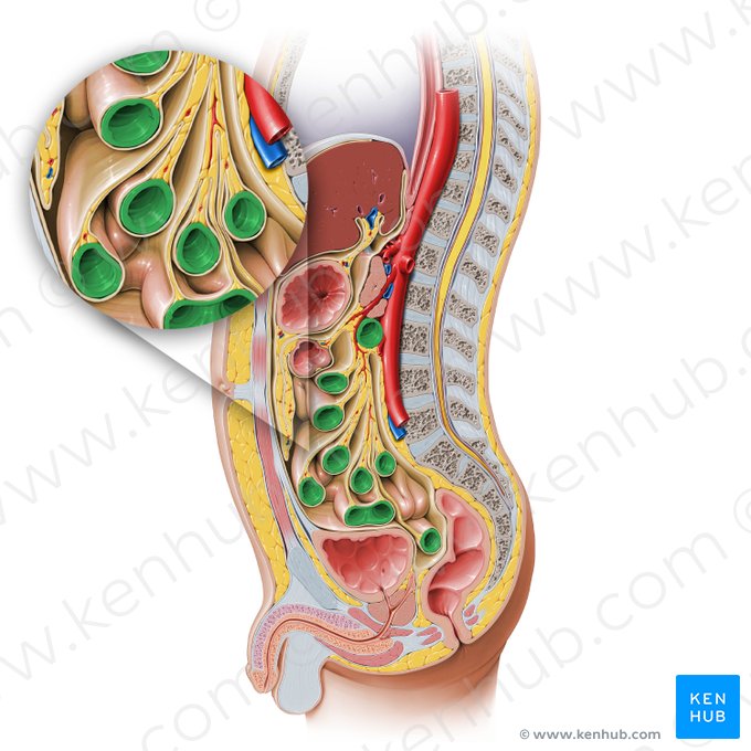 Small intestine (Intestinum tenue); Image: Paul Kim