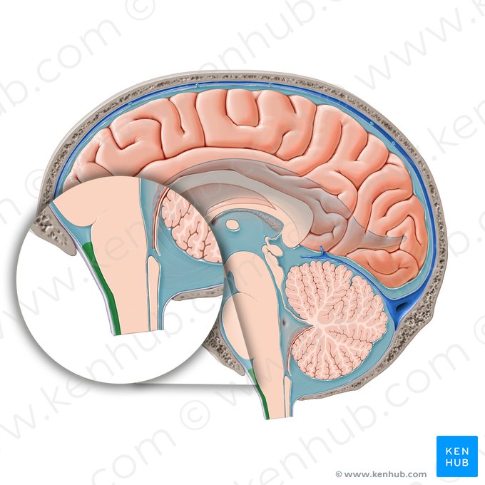 Spinal subarachnoid space (Spatium subarachnoidale spinale); Image: Paul Kim