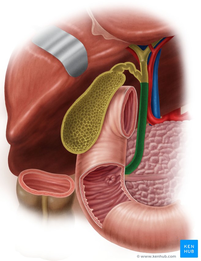 Bile duct - ventral view