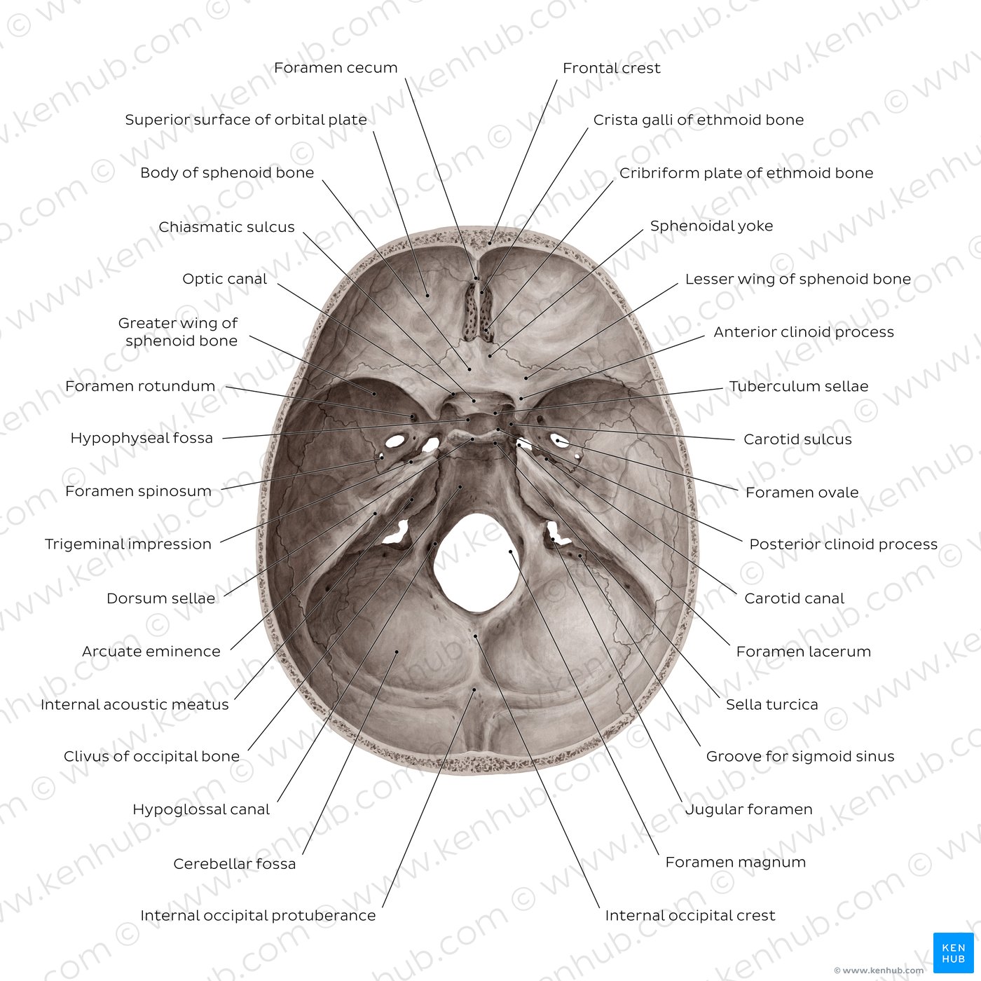 Overview of the foramina and fissures of the skull (superior view)