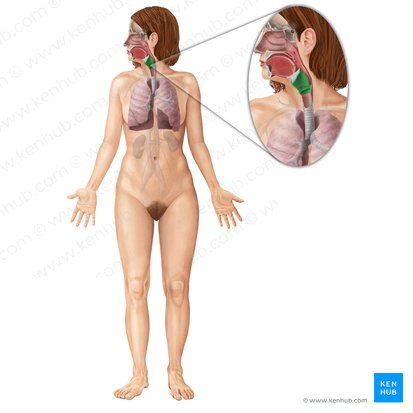 Larynx (Kehlkopf); Bild: Begoña Rodriguez
