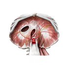Abdominal surface of the diaphragm