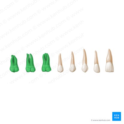 Molar teeth (Dentes molares); Image: Paul Kim