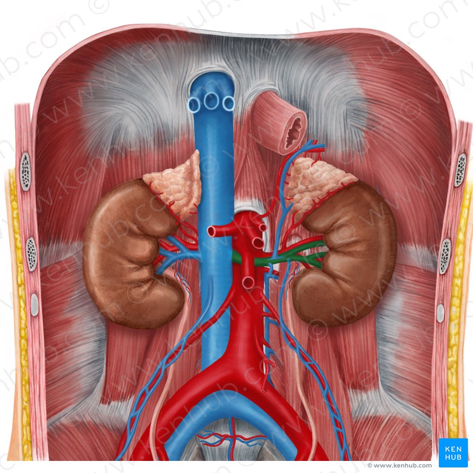 Kidneys: Anatomy, function and internal structure | Kenhub