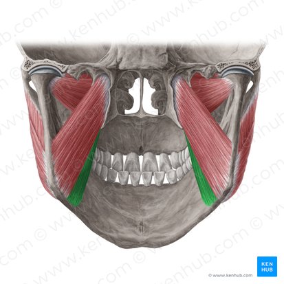 Superficial head of medial pterygoid muscle (Caput superficiale musculi pterygoidei medialis); Image: Yousun Koh