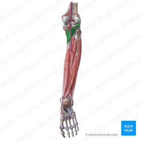 Deep muscles of the posterior leg: Anatomy and diagrams | Kenhub