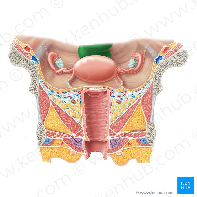 Recto (Rectum); Imagen: Samantha Zimmerman