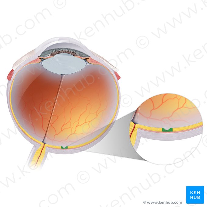 Fóvea central (Fovea centralis); Imagen: Paul Kim