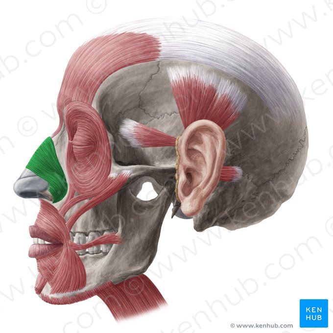Musculus nasalis (Nasenmuskel); Bild: Yousun Koh
