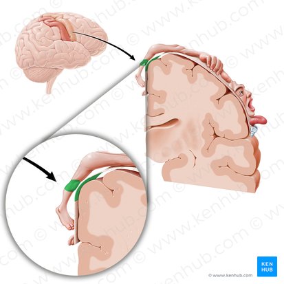 Motor cortex of knee (Cortex motorius regionis genus); Image: Paul Kim