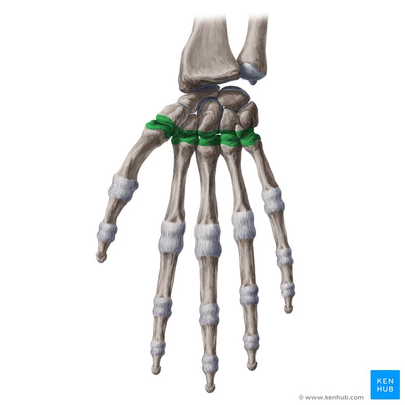 Carpometacarpal joints (Articulationes carpometacarpales)