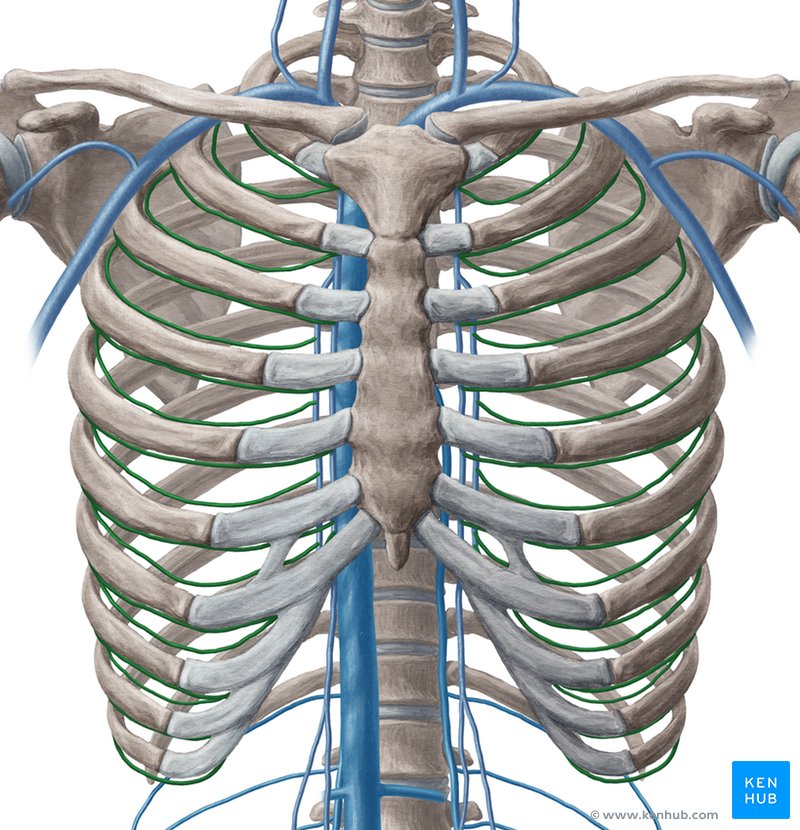 Anterior intercostal veins - ventral view