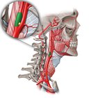 Carotid sinus