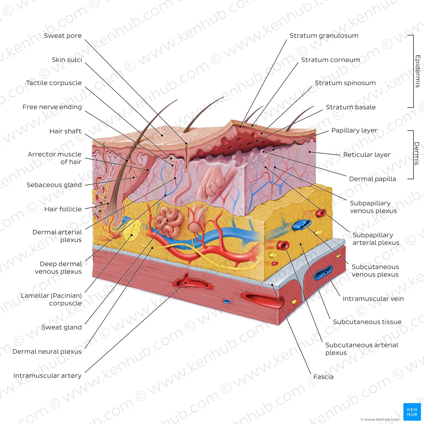 Integumentary system Definition diagram and function Kenhub