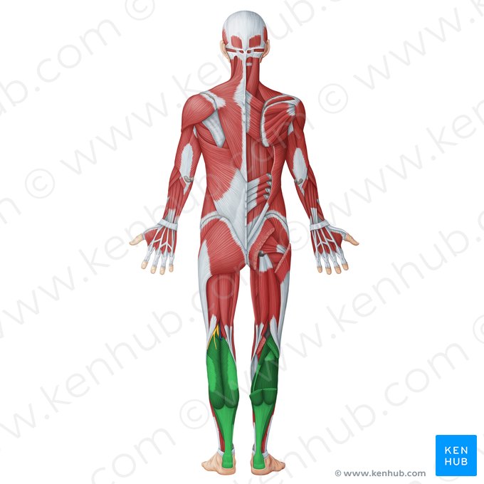 Compartimento posterior de la pierna (Musculi posteriores cruris); Imagen: Irina Münstermann