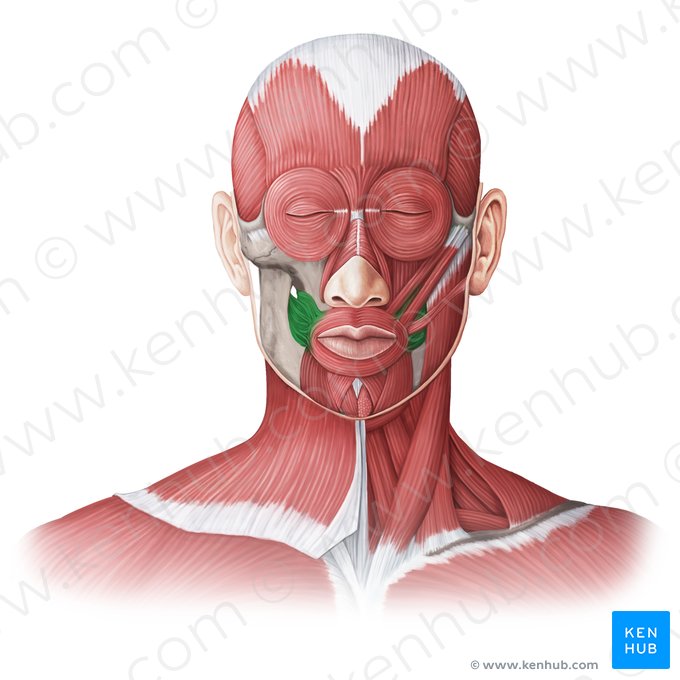 Buccinator muscle (Musculus buccinator); Image: Irina Münstermann