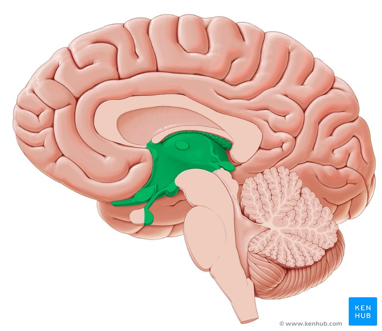 Diencephalon: Anatomy and function | Kenhub