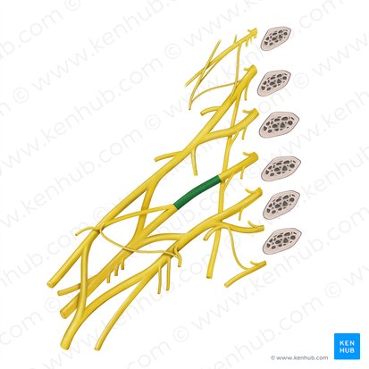 Truncus medius plexus brachialis (Mittlerer Stamm des Armgeflechts); Bild: Begoña Rodriguez