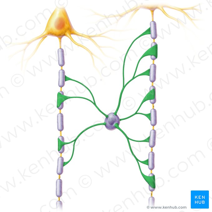 Processus myelinopoieticus oligodendrocyti (Myelinisierender Fortsatz des Oligodendrozyten); Bild: Paul Kim