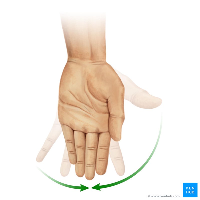 Movimento de adução dos dedos da mão