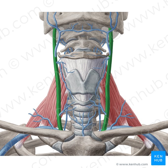 Veia jugular interna (Vena jugularis interna); Imagem: Yousun Koh